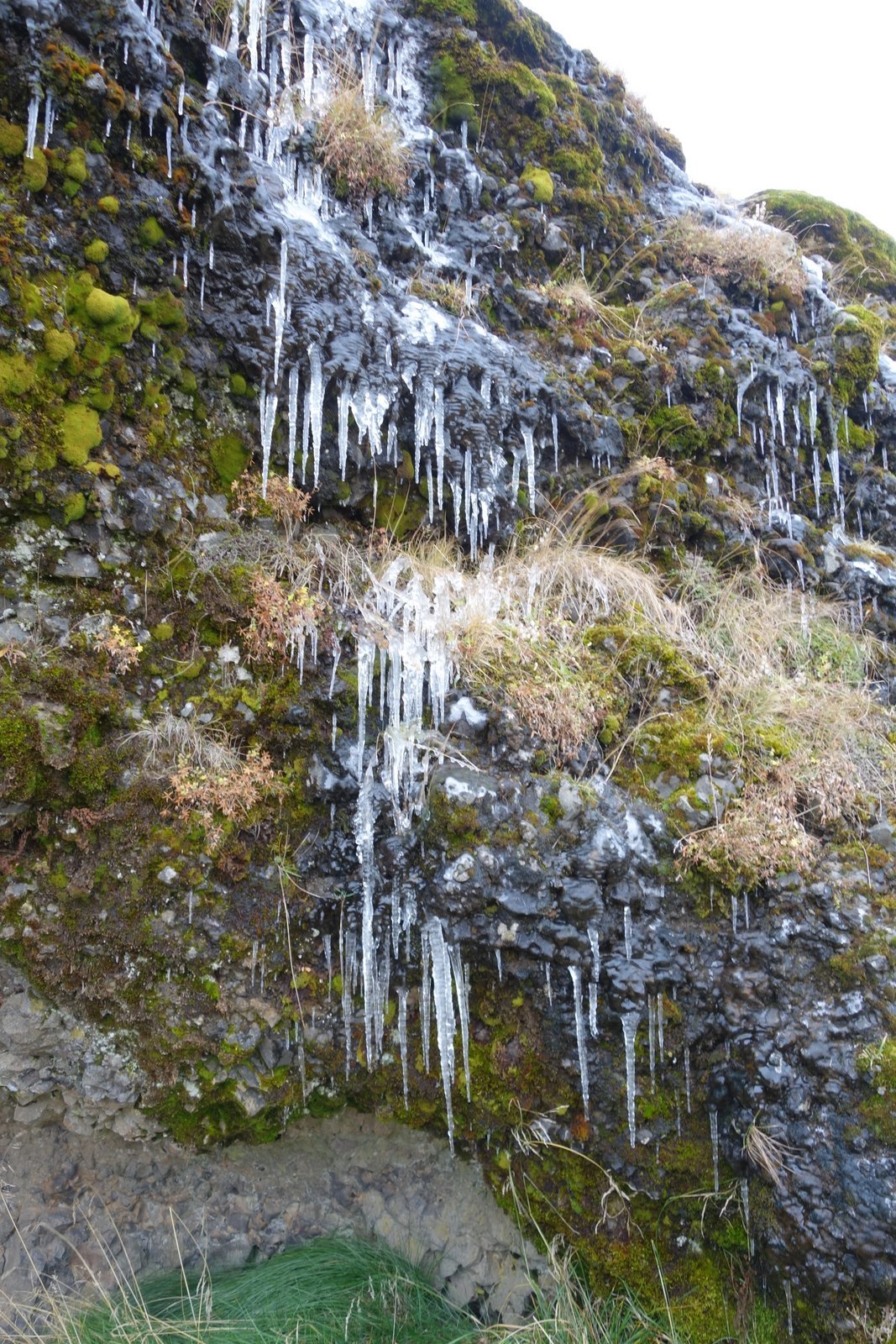 2021 - Selfoss - Hellisskógur