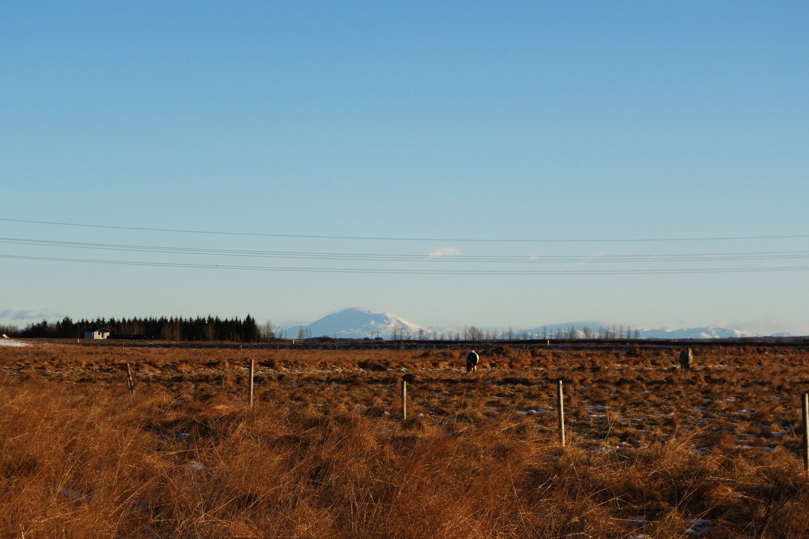 2021 - Selfoss - Hellisskógur