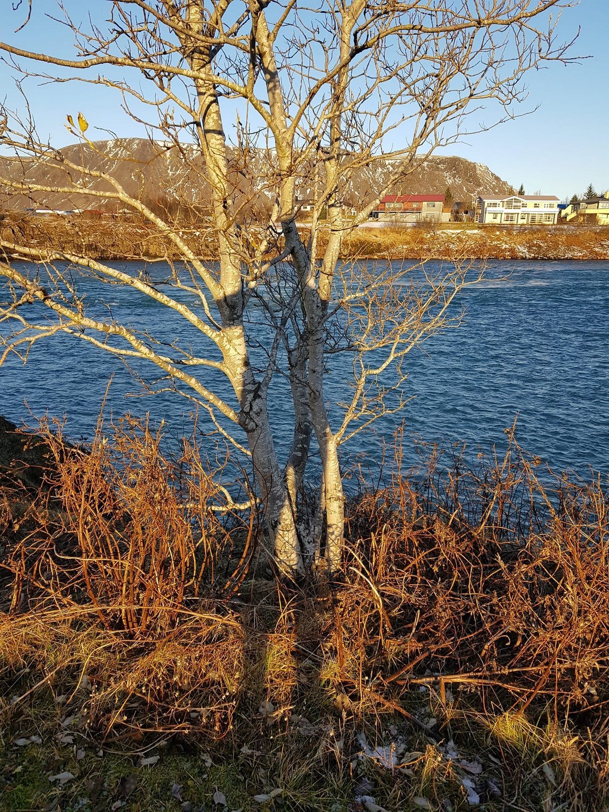 2021 - Selfoss - Hellisskógur