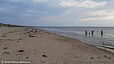 &Aacute; R&aring;bocka str&ouml;ndinni / on R&aring;bocka's beach. - Sv&iacute;&thorn;j&oacute;&eth; 2022 - GWG 
