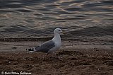 &Aacute; R&auml;bocka str&ouml;ndinni / on R&auml;bocka's beach. - Sv&iacute;&thorn;j&oacute;&eth; 2022 - GWG 