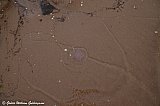 &Aacute; R&auml;bocka str&ouml;ndinni / on R&auml;bocka's beach. - Sv&iacute;&thorn;j&oacute;&eth; 2022 - GWG 