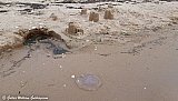 &Aacute; R&aring;bocka str&ouml;ndinni / on R&aring;bocka's beach. - Sv&iacute;&thorn;j&oacute;&eth; 2022 - GWG 
