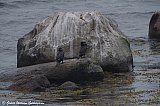 Toppskarfur / Shag / Phalacrocorax aristotelis? - 2022-gwg-danmork